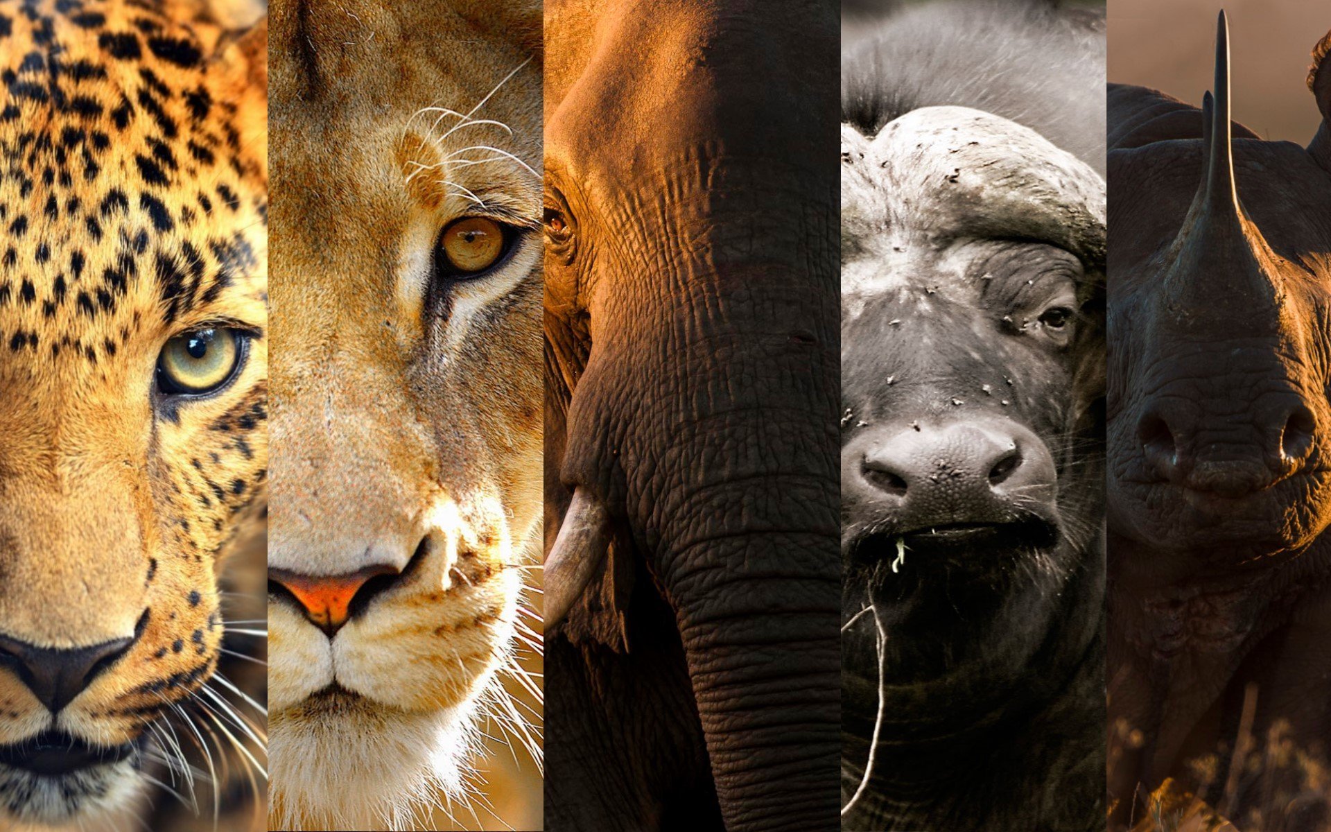 Big Five & Beyond: Kenya's Most Iconic Wildlife