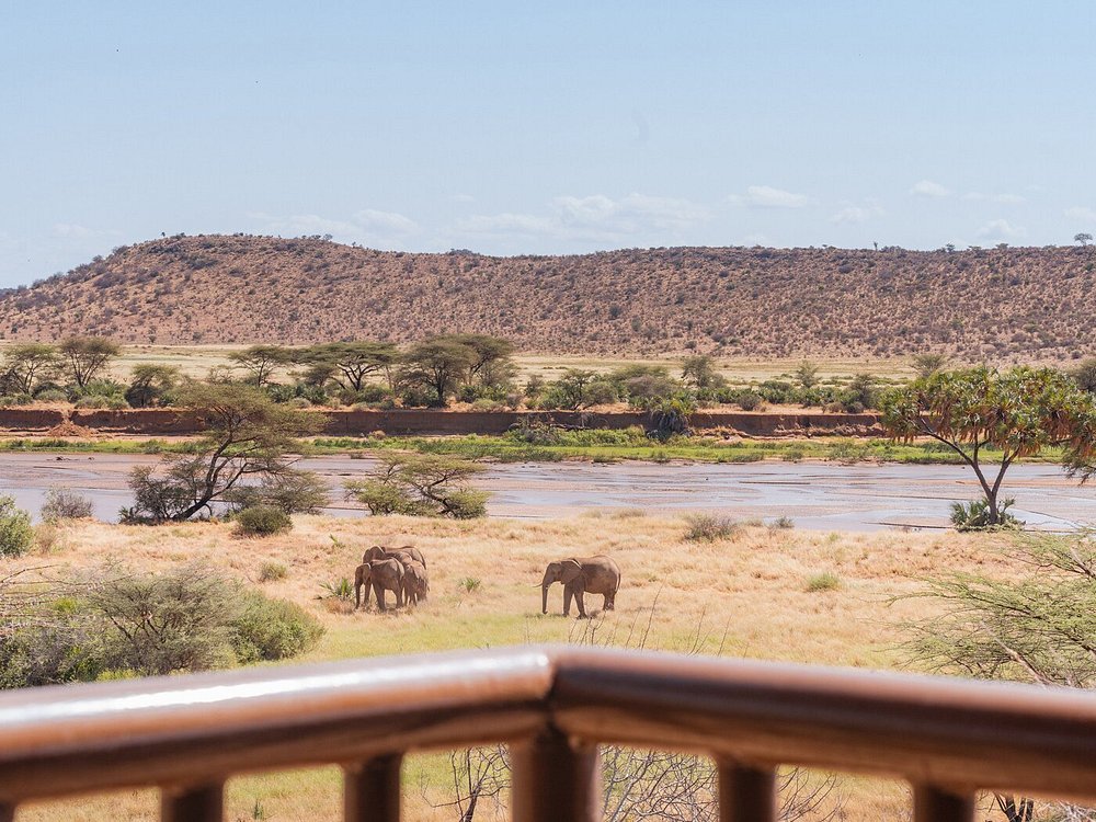 Safari gallery
